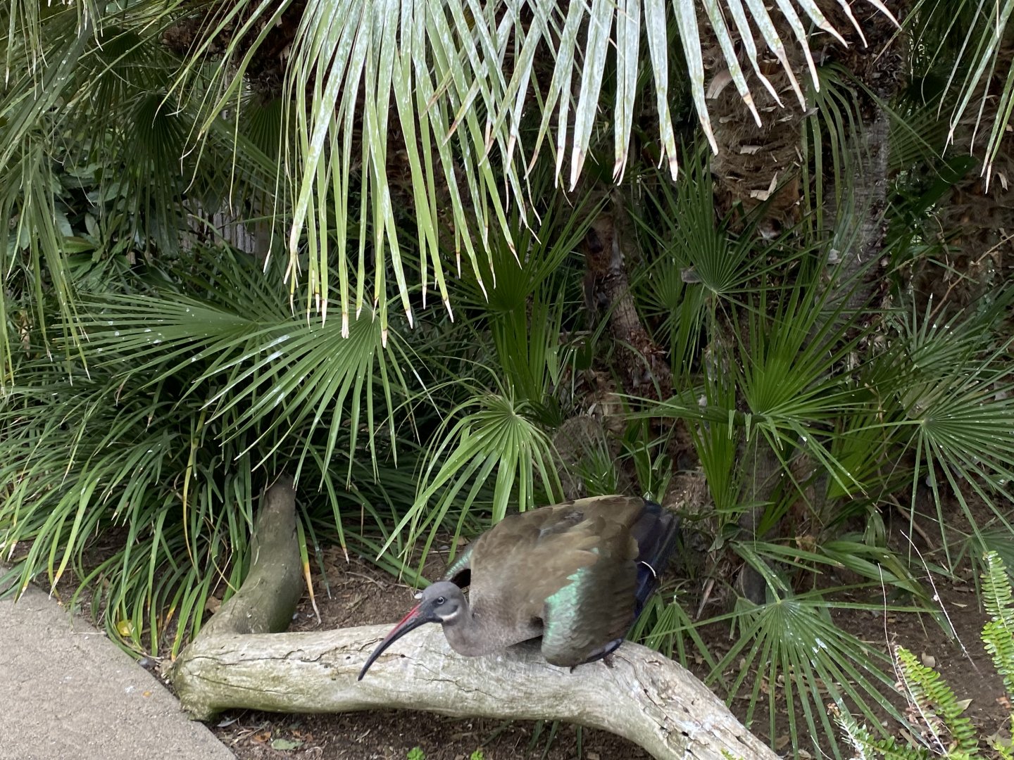 Hadada Ibis - Wings of the World