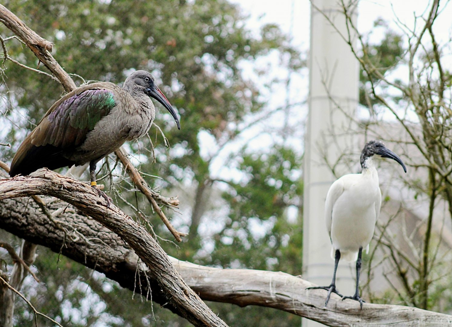 Hadada ibis with Juvenile African Sacred Ibis (05/25/2022)