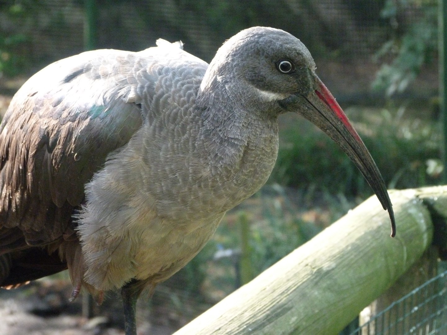 Hadada ibis -Zoo de Santillana del Mar (2024)