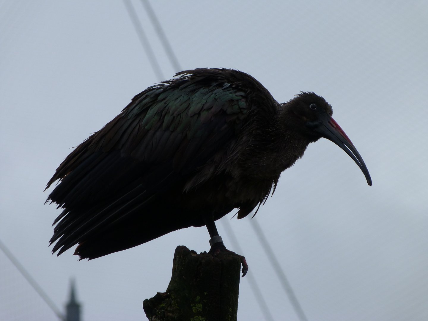 Hadada ibis -ZooParc de Beauval (2025)