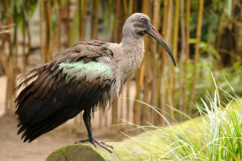 Hadada ibis
