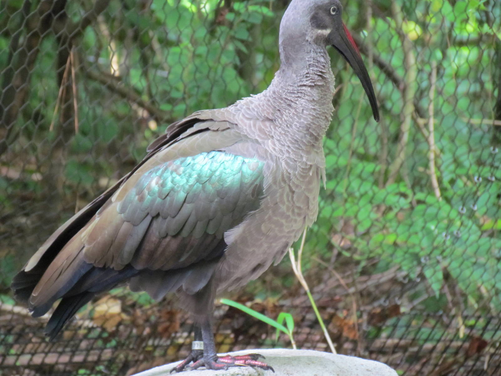 Hadada Ibis