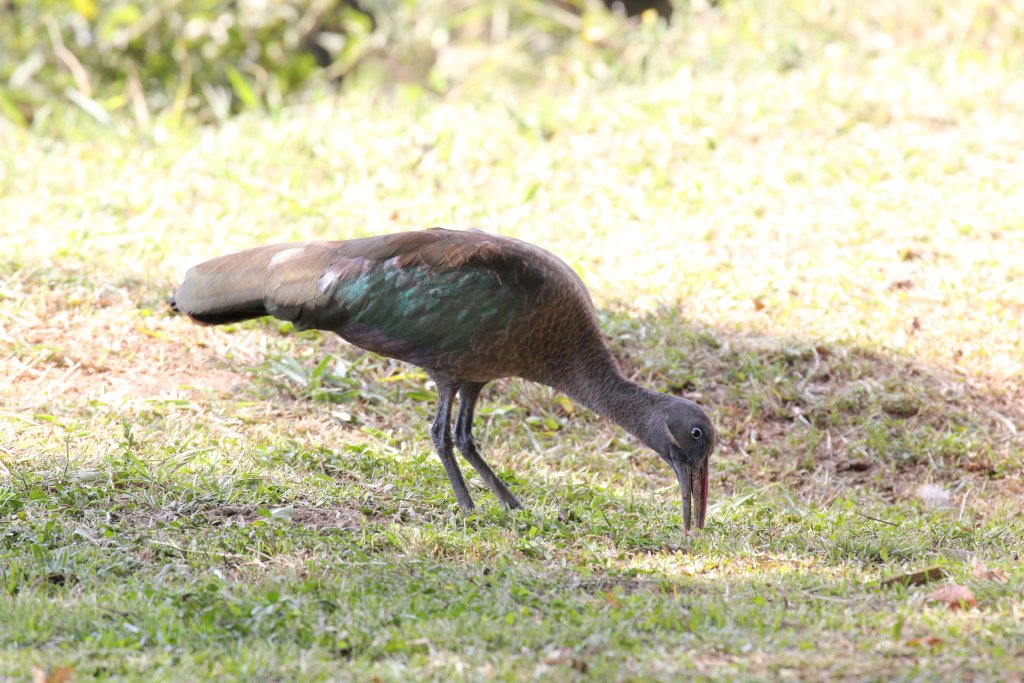 Hadada Ibis
