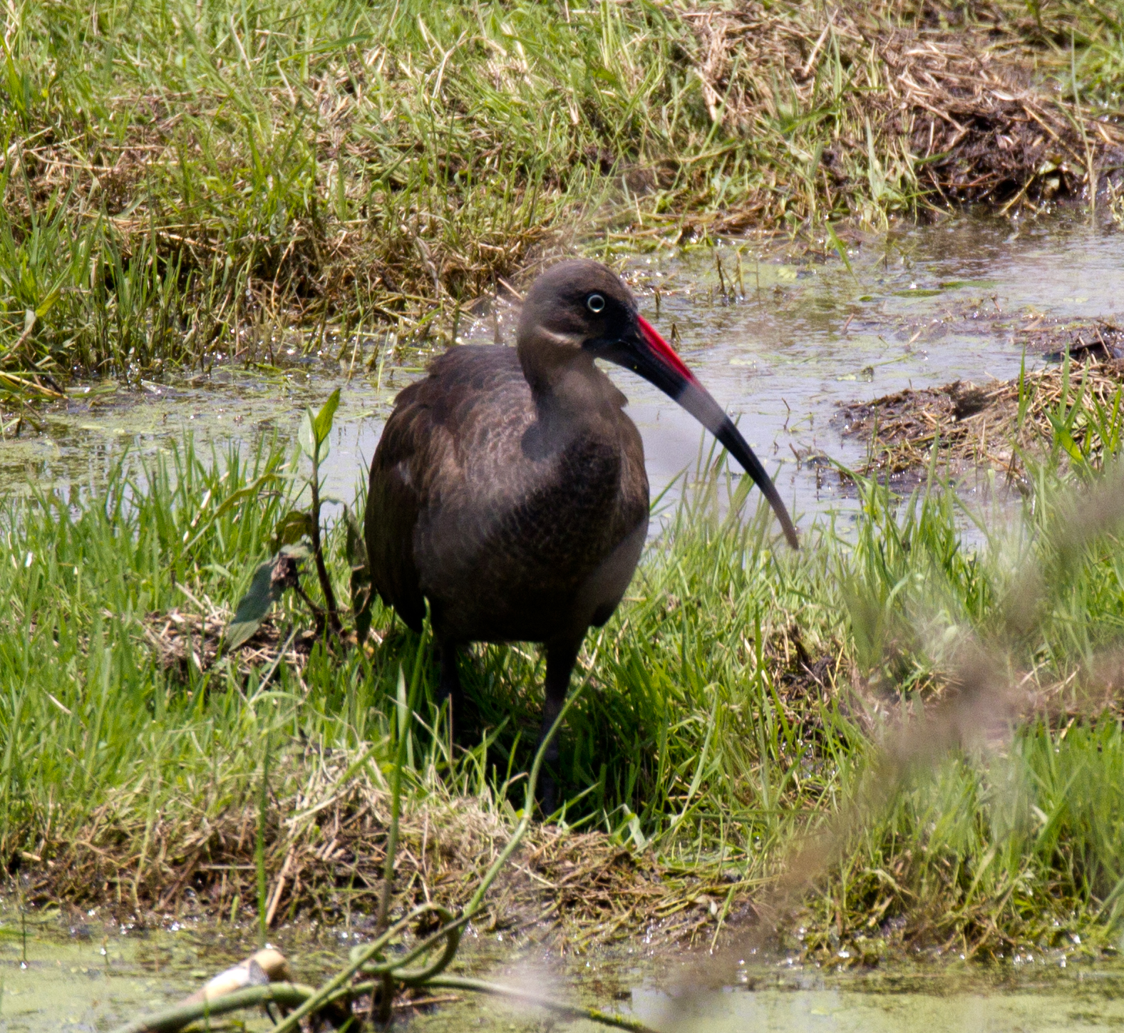 Hadada Ibis