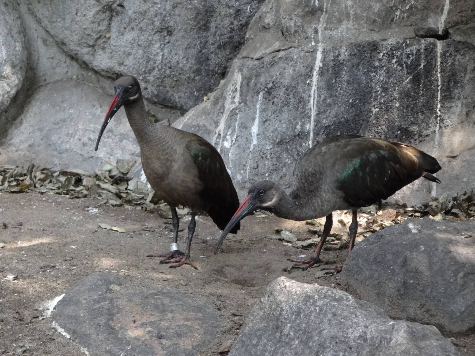 Hadada Ibis