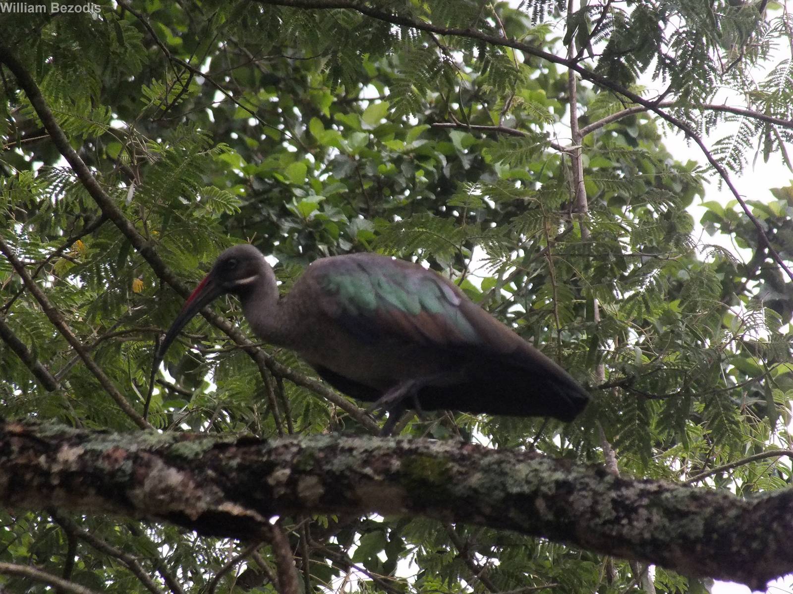 Hadada Ibis