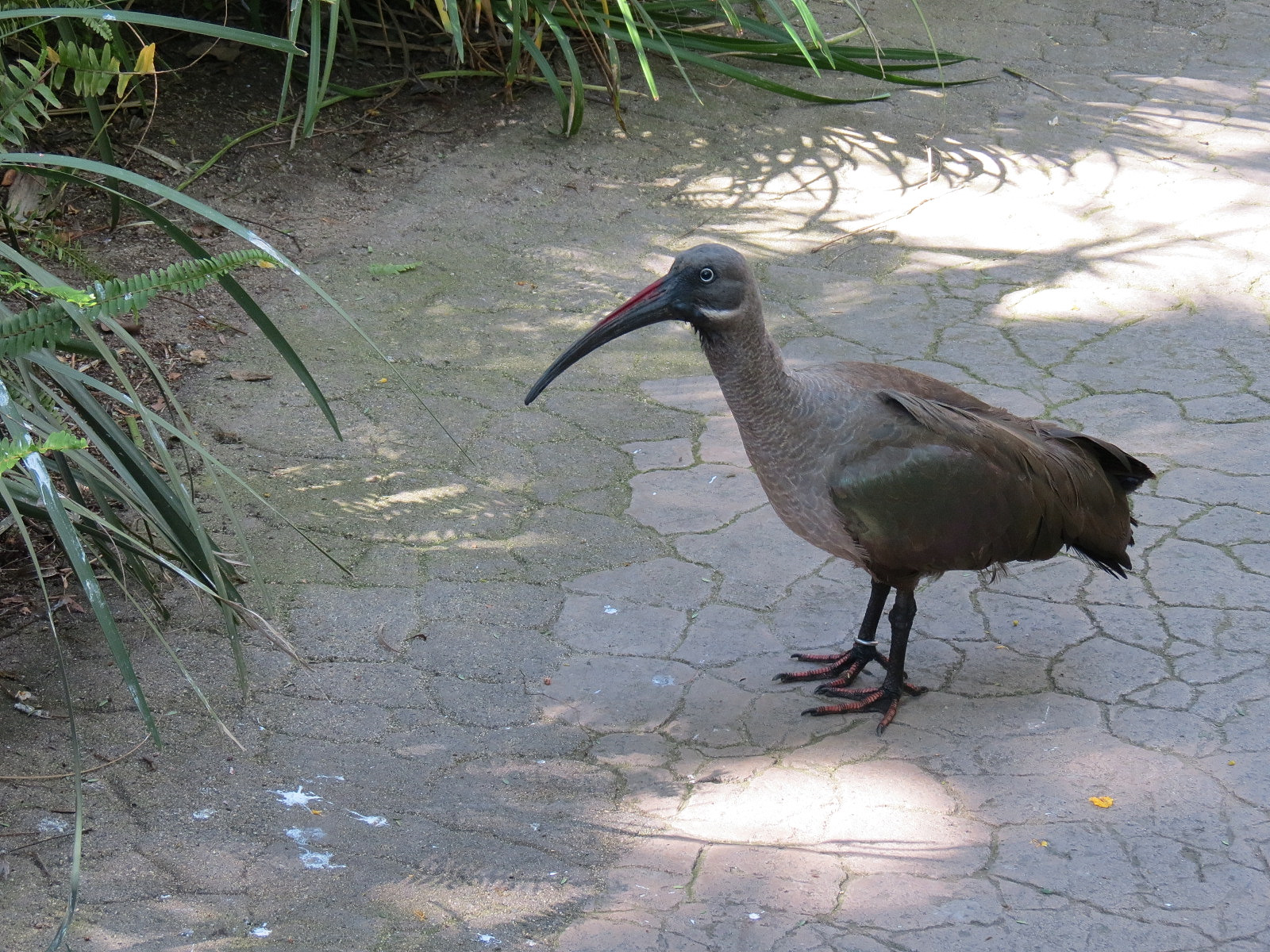 Hadada Ibis