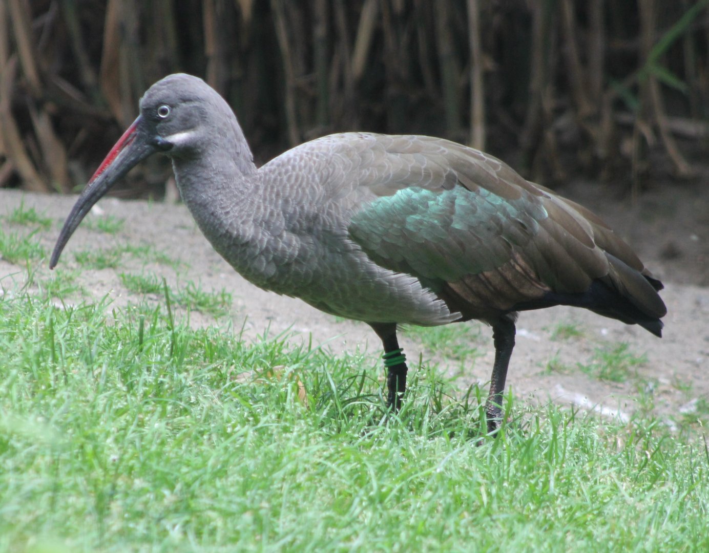 Hadada ibis