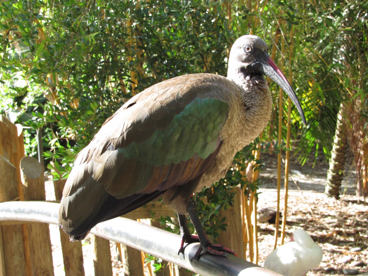 Hadada Ibis