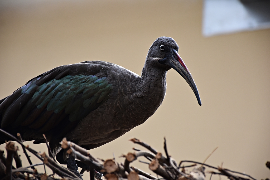 Hadada ibis