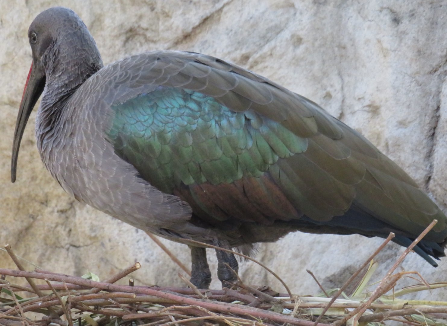Hadada ibis