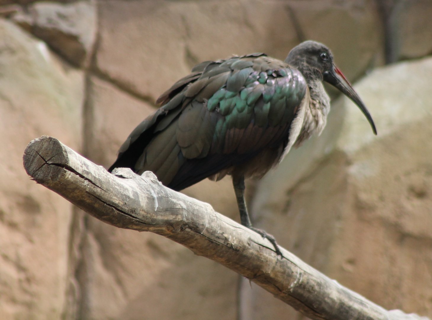 Hadada ibis