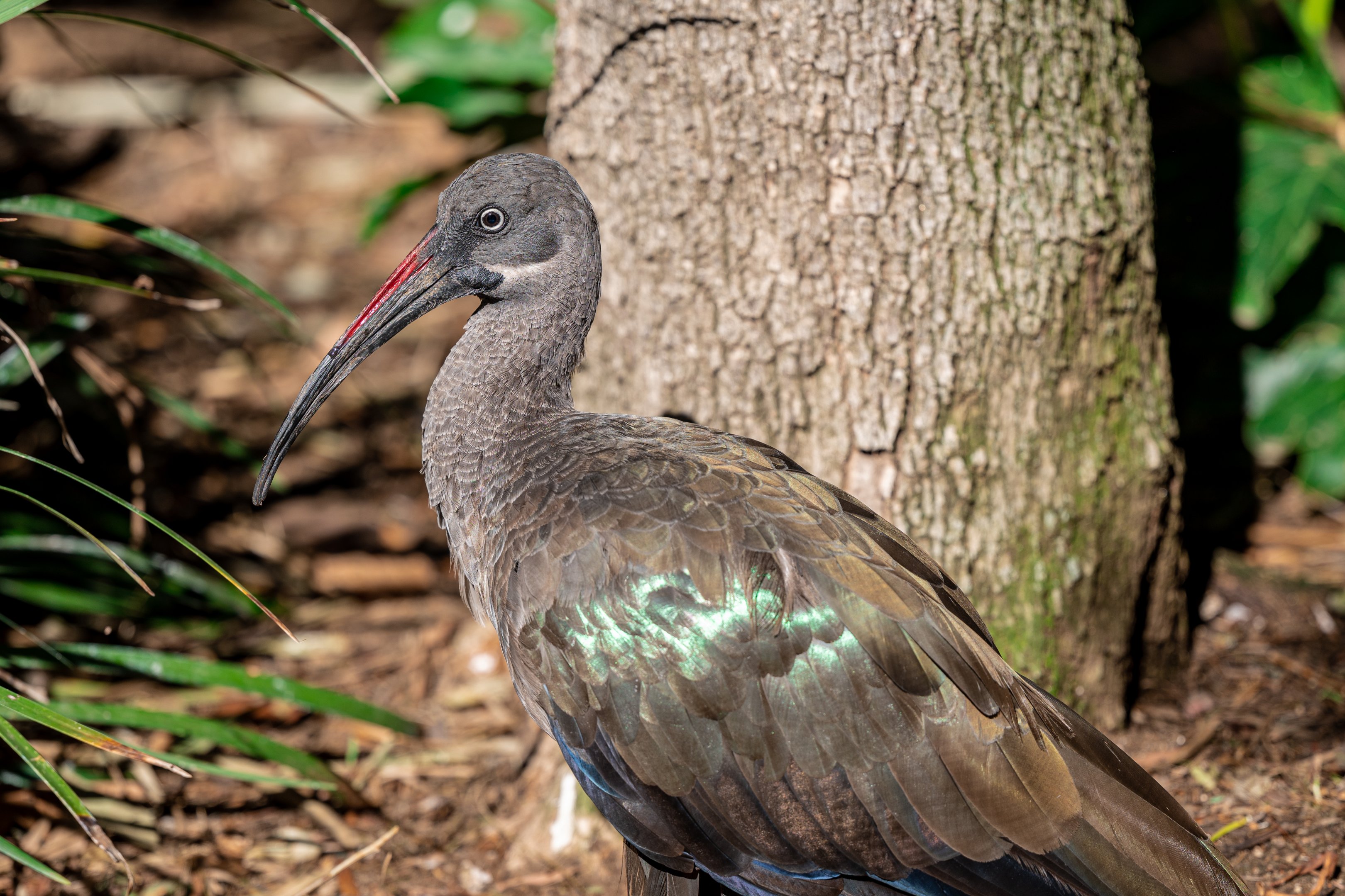 Hadada Ibis