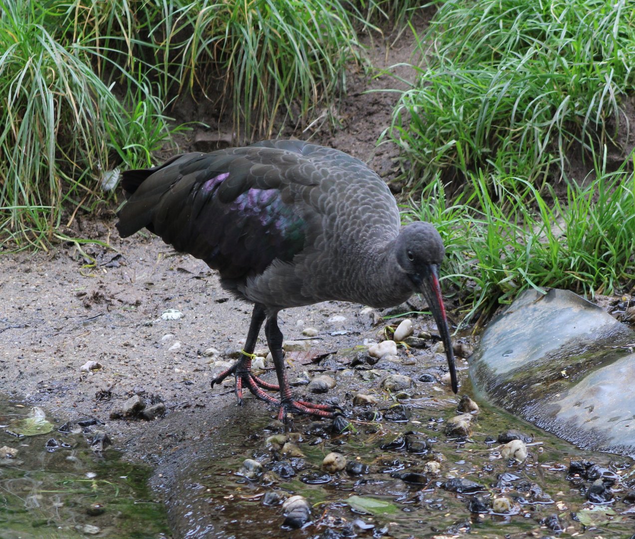 Hadada ibis