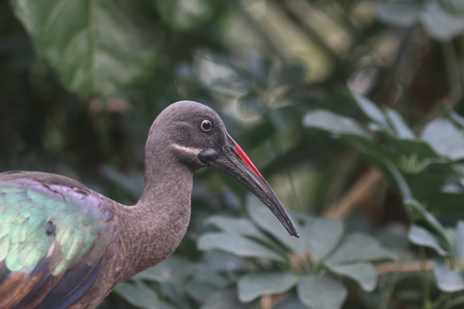 Hadada ibis
