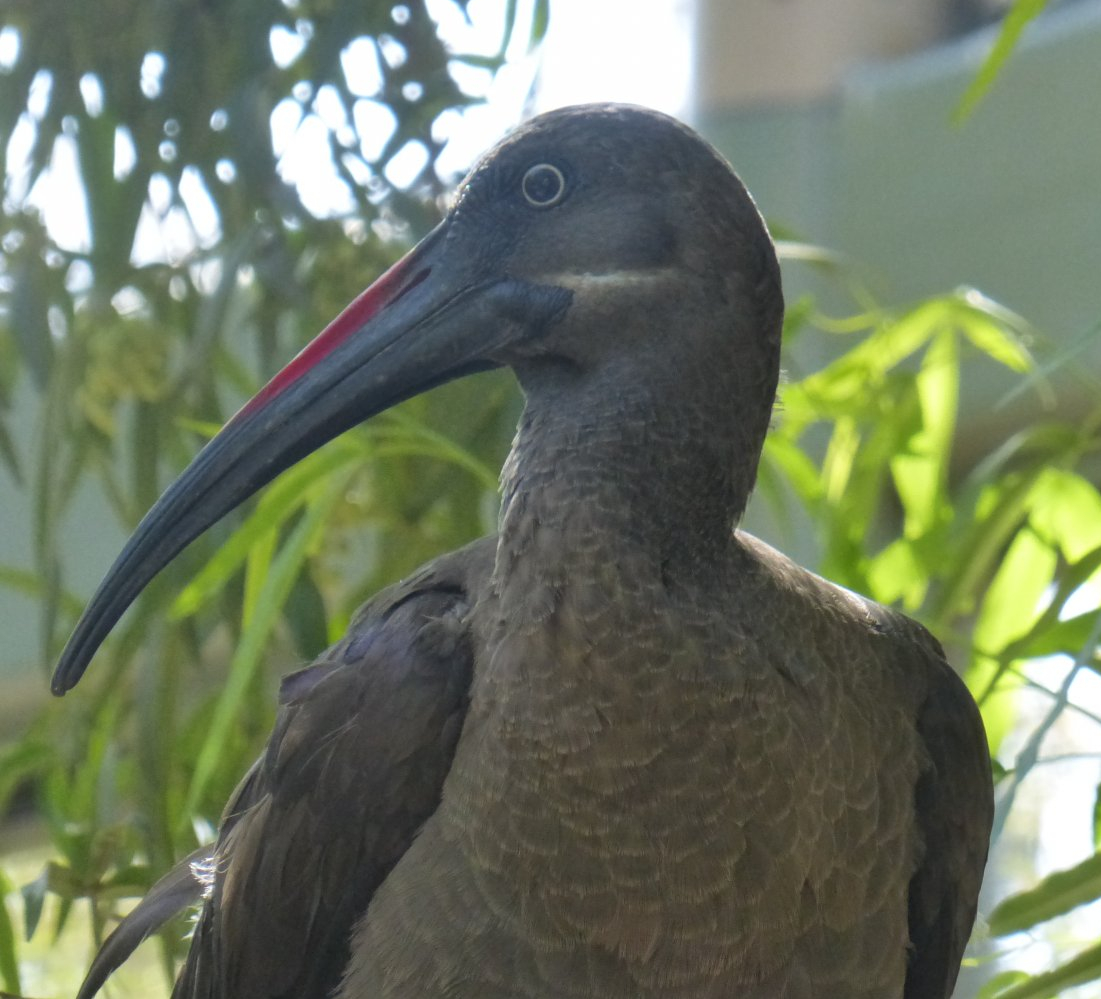 Hadada ibis