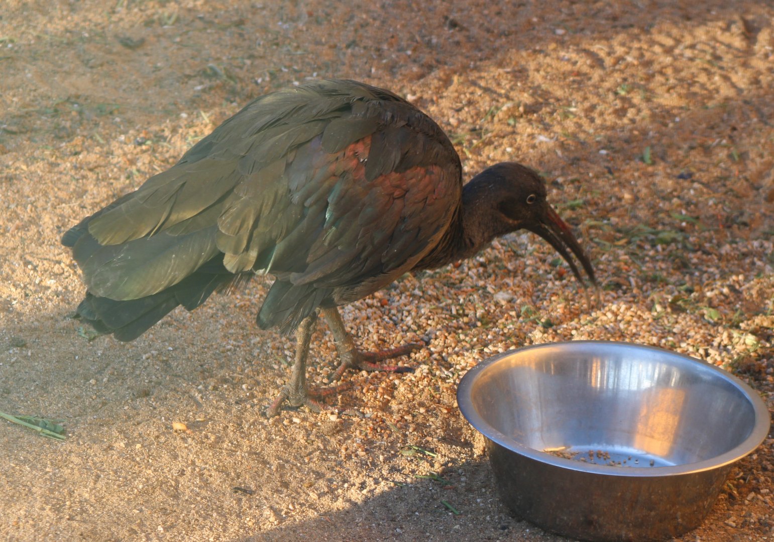 Hadada ibis