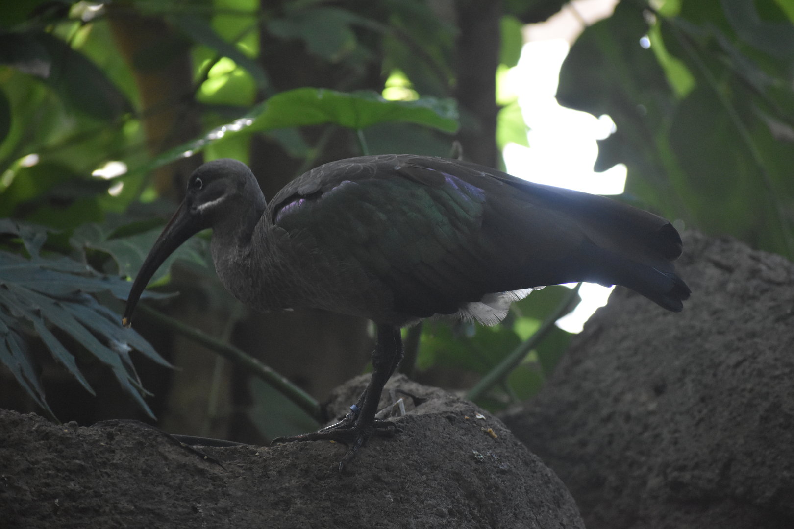 Hadada Ibis