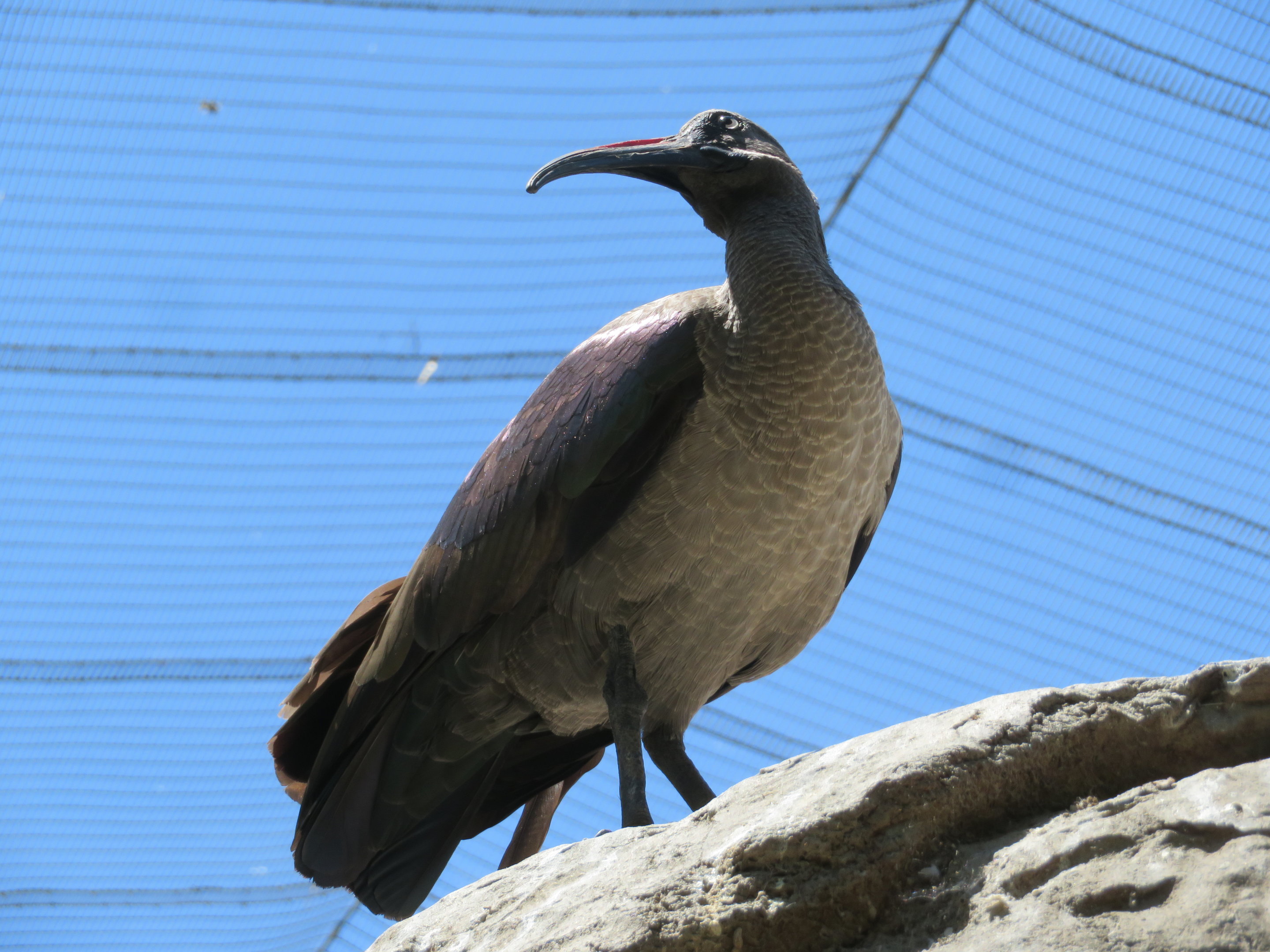 Hadada Ibis