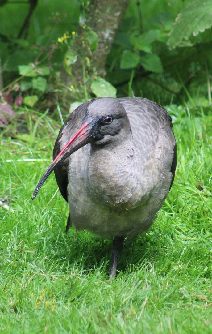 Hadada ibis