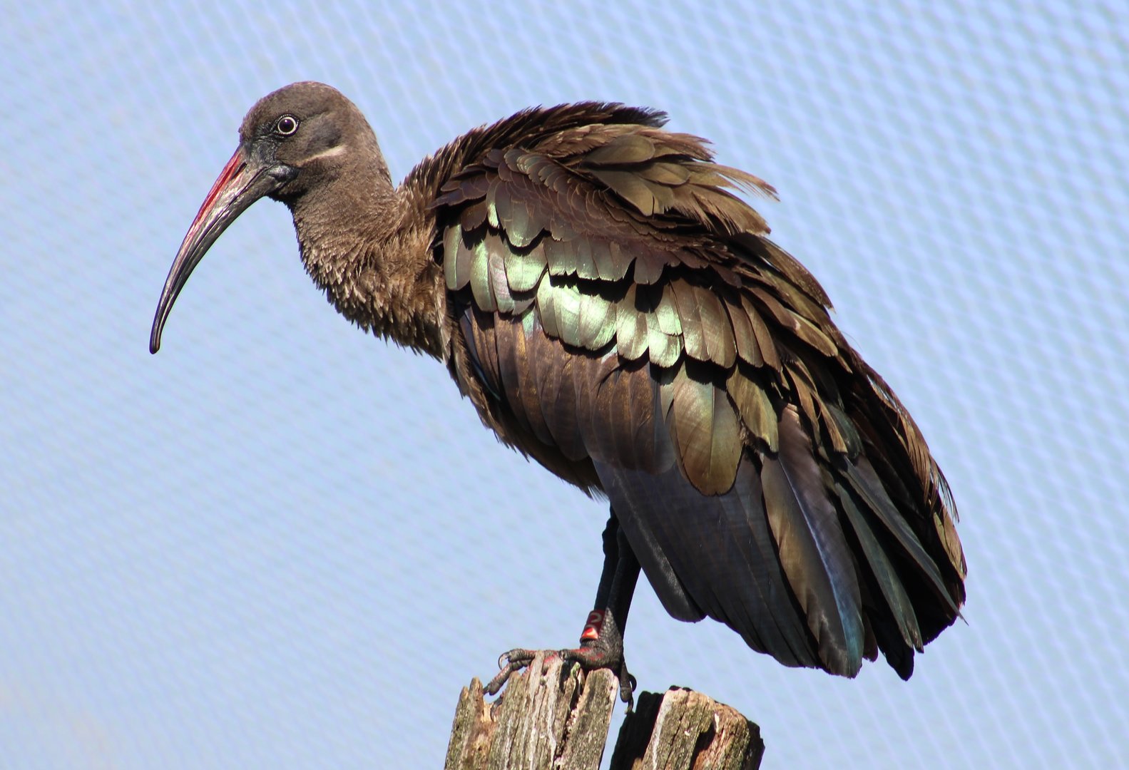 Hadada ibis