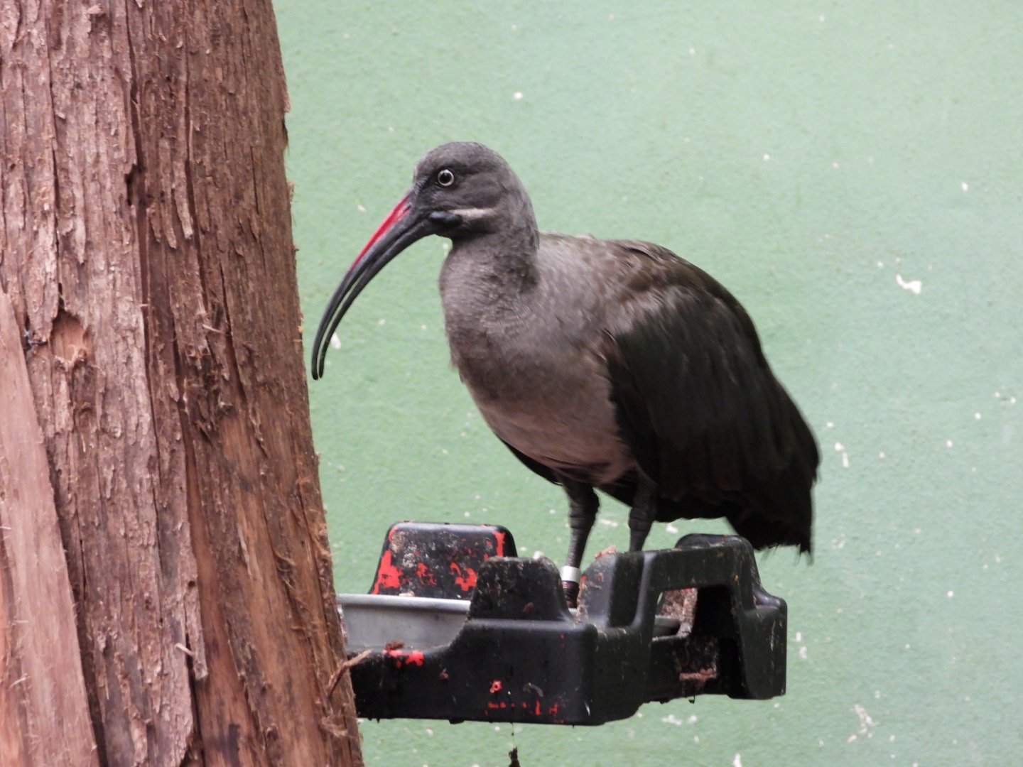 Hadada ibis