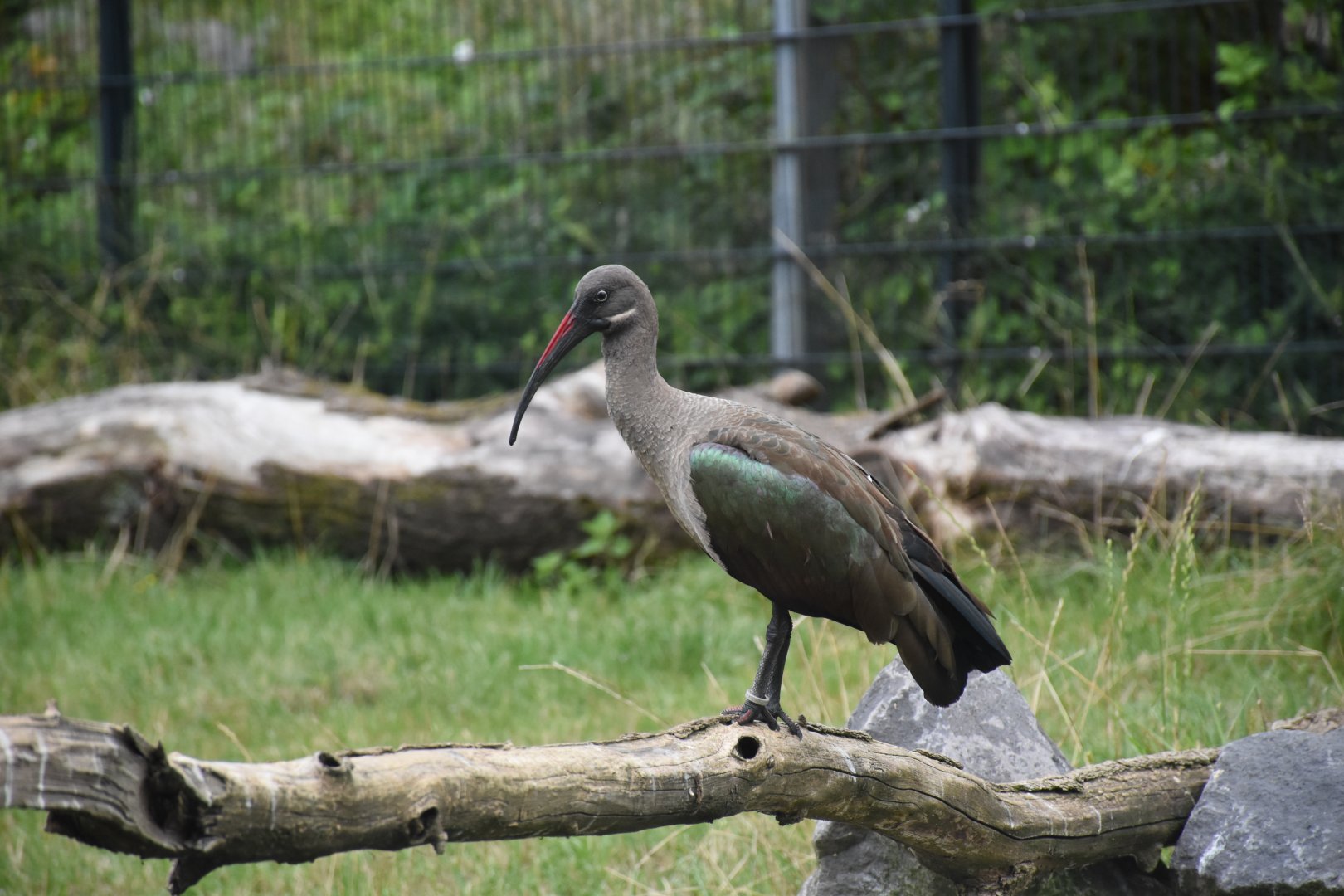Hadada ibis
