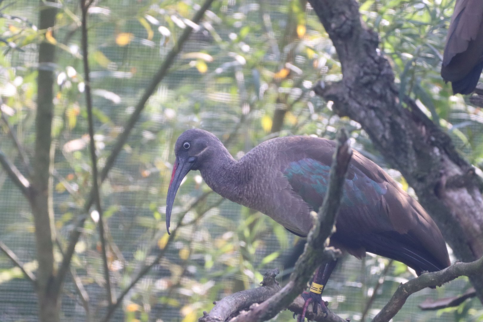 Hadada Ibis
