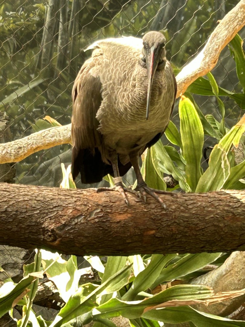 Hadada ibis