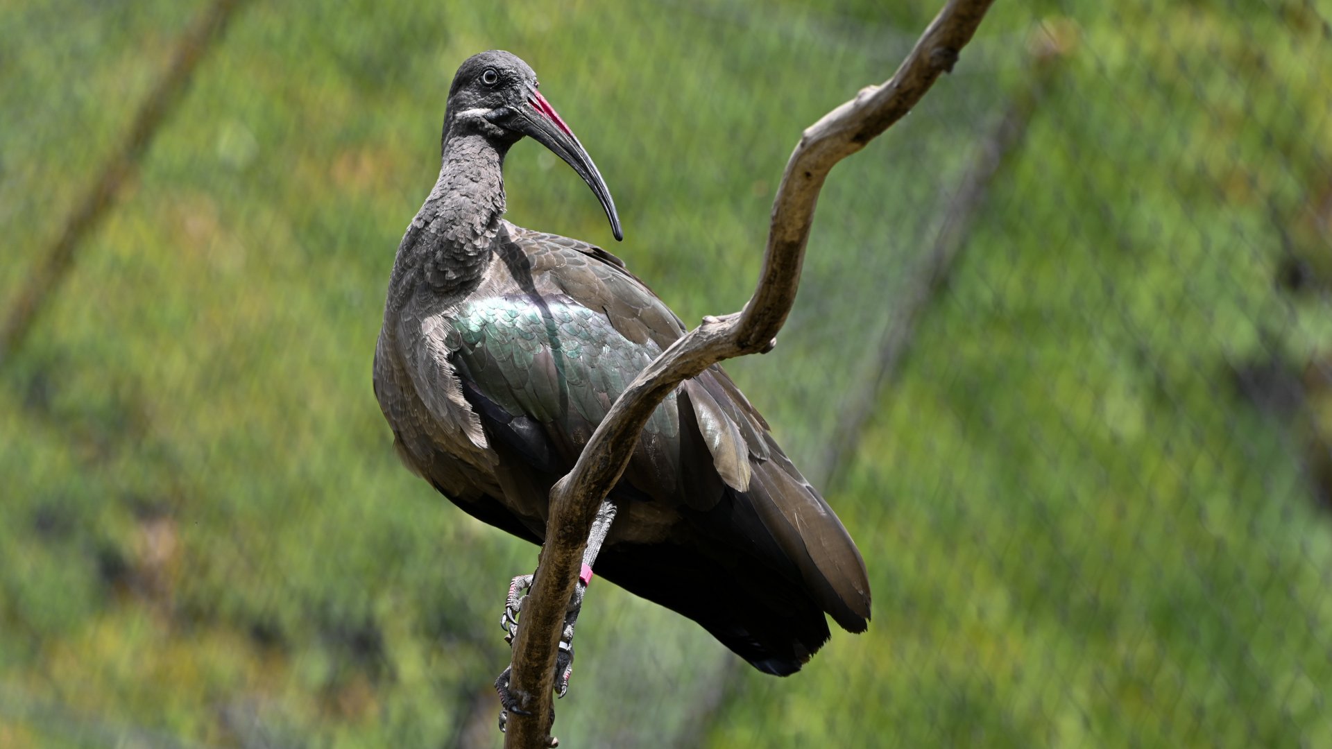 Hadada ibis