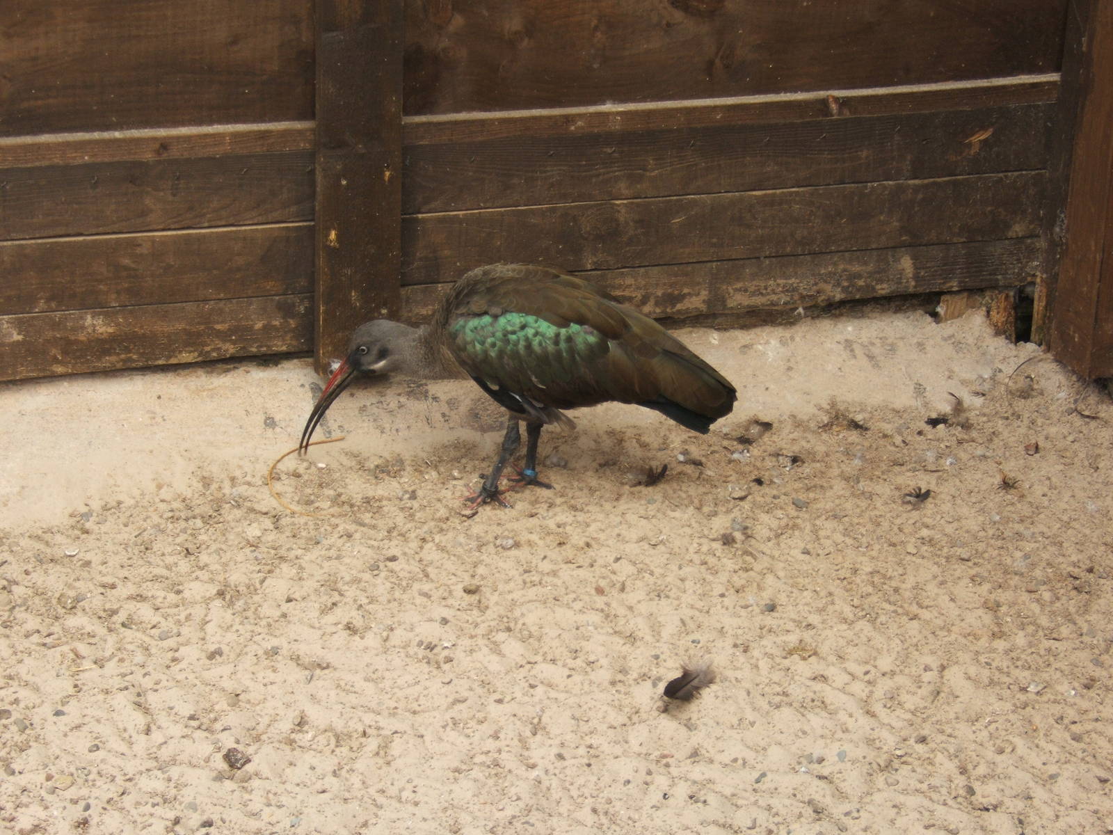 Hadada Ibis