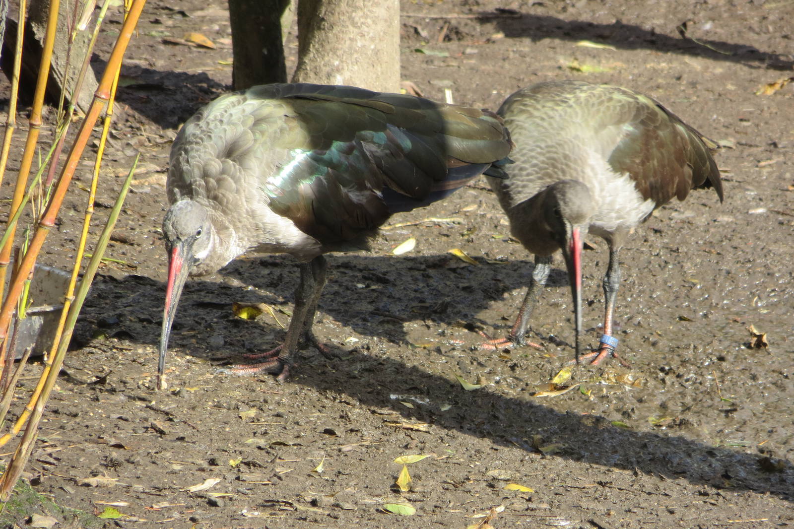 Hadada Ibises 10/14