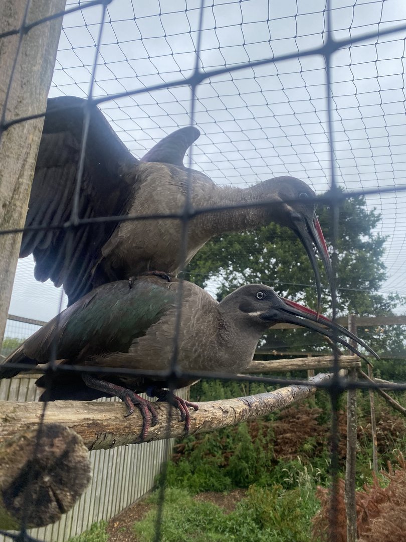Hadada ibises 300623