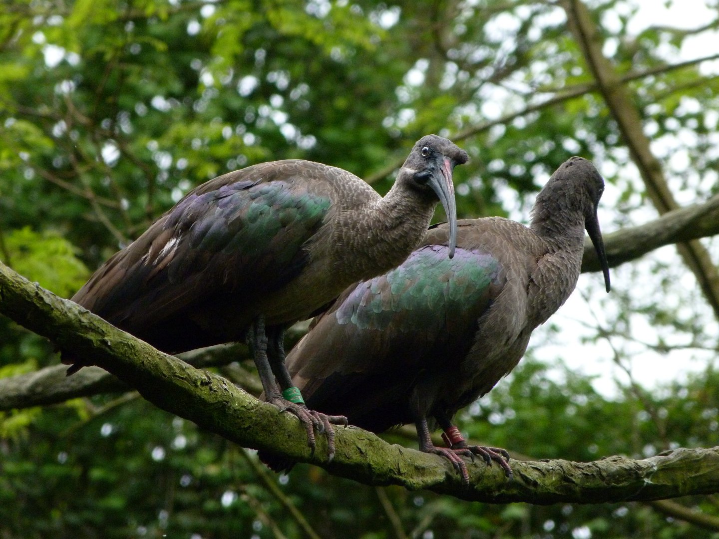 Hadada ibises -Bioparc de Doué la Fontaine (2025)