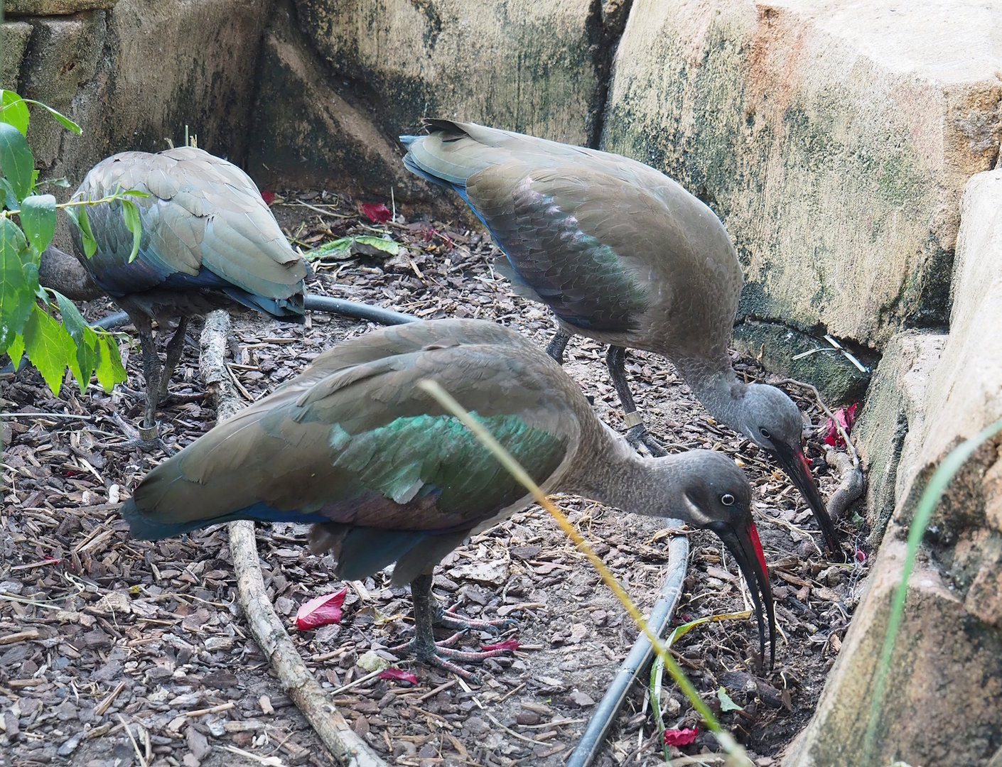 Hadada ibises(Bostrychia hagedash), 2022-08-16