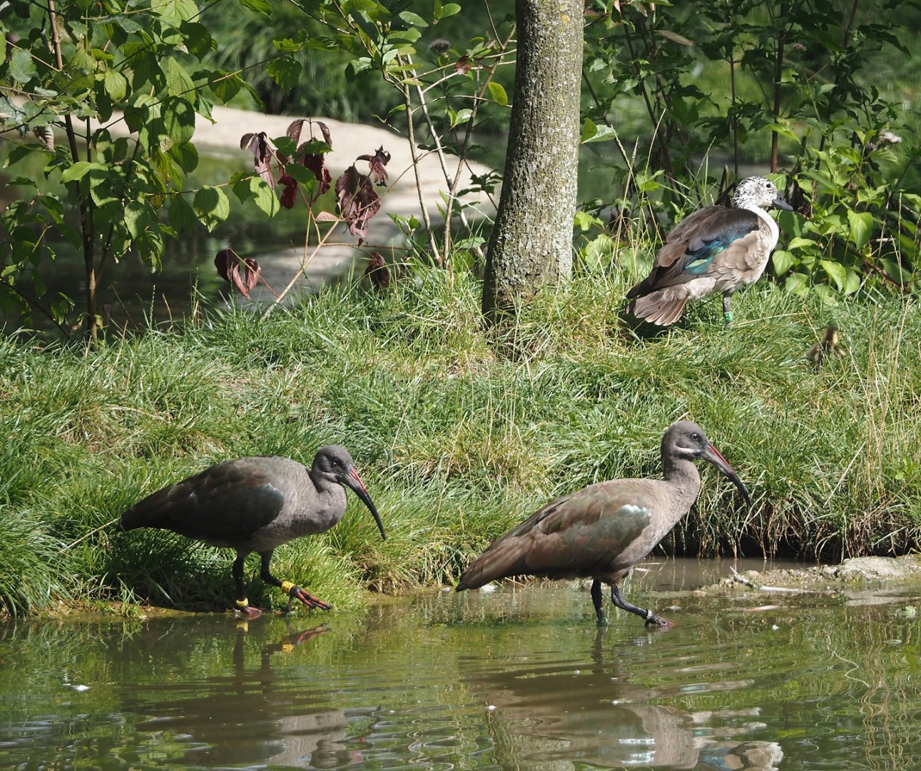 Hadada ibises (Bostrychia hagedash) and African comb duck (Sarkidiornis melanotos), 2024-08-21