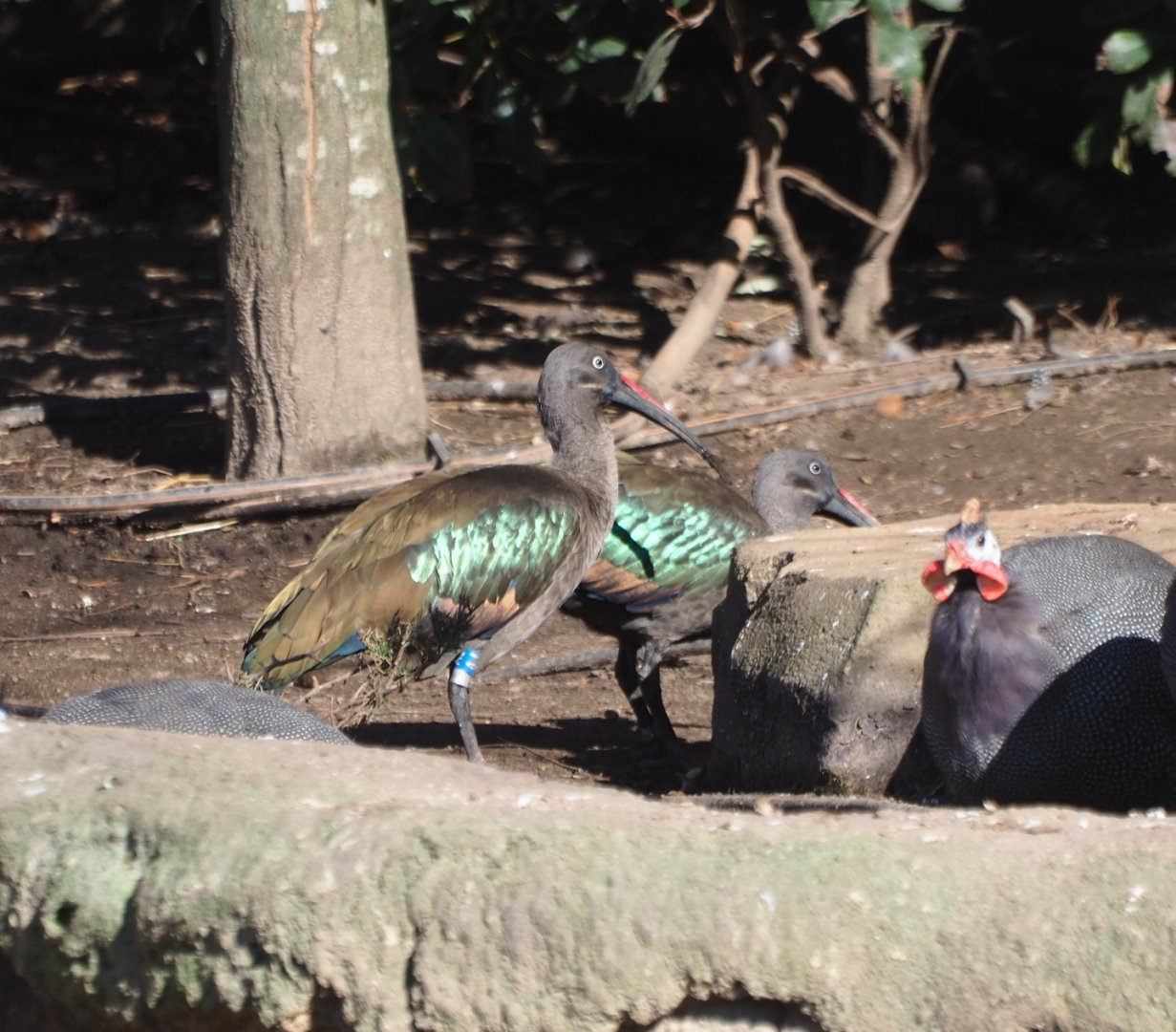 Hadada ibisses (Bostrychia hagedash), Feb 19th, 2019