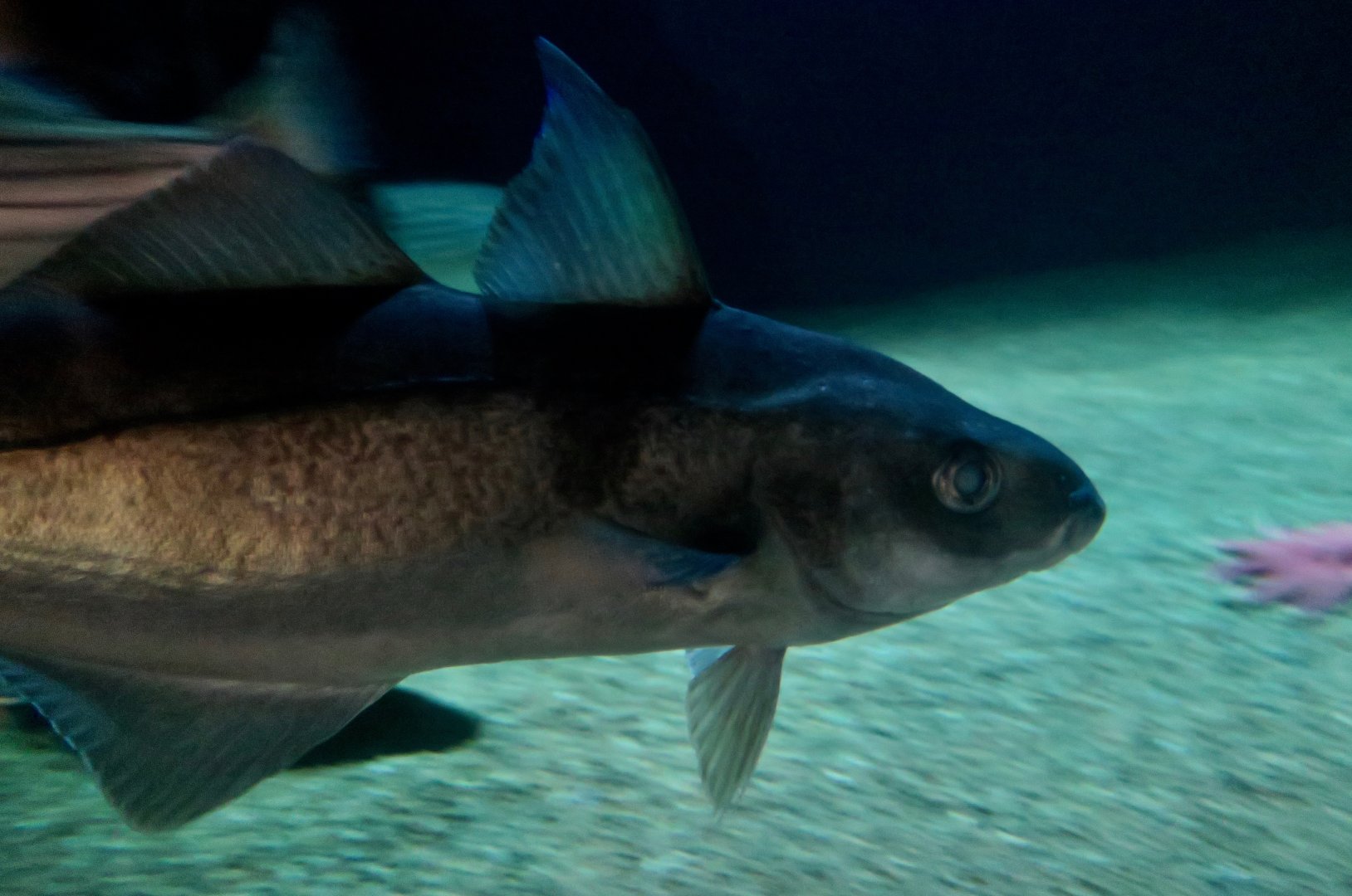 Haddock (Melanogrammus aeglefinus)