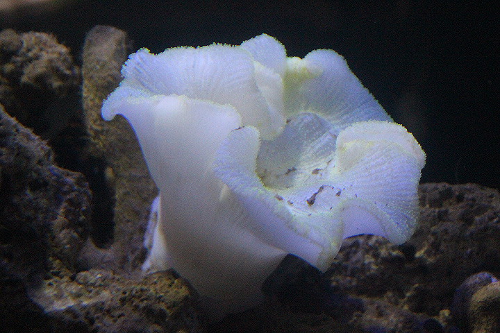 Haddon's sea anemone (Stichodactyla haddoni)