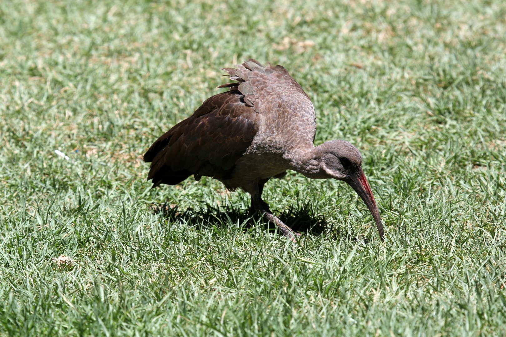 hadeda ibis (Bostrychia hagedash) wild