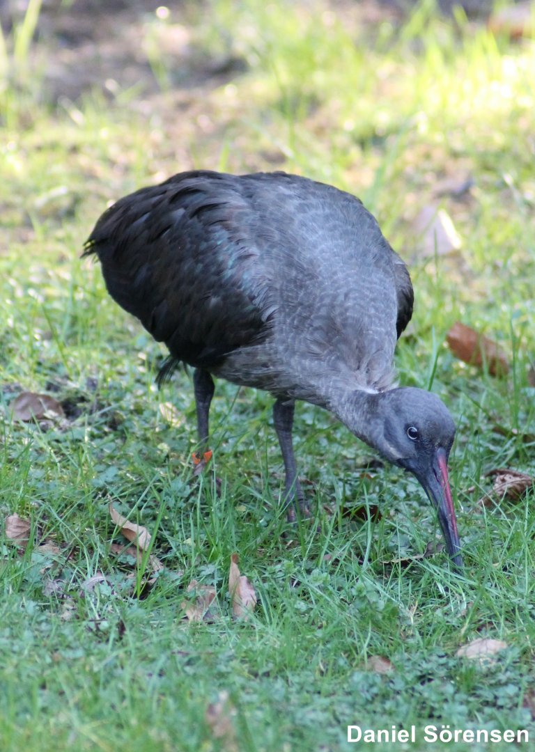 Hadeda ibis (Bostrychia hagedash)