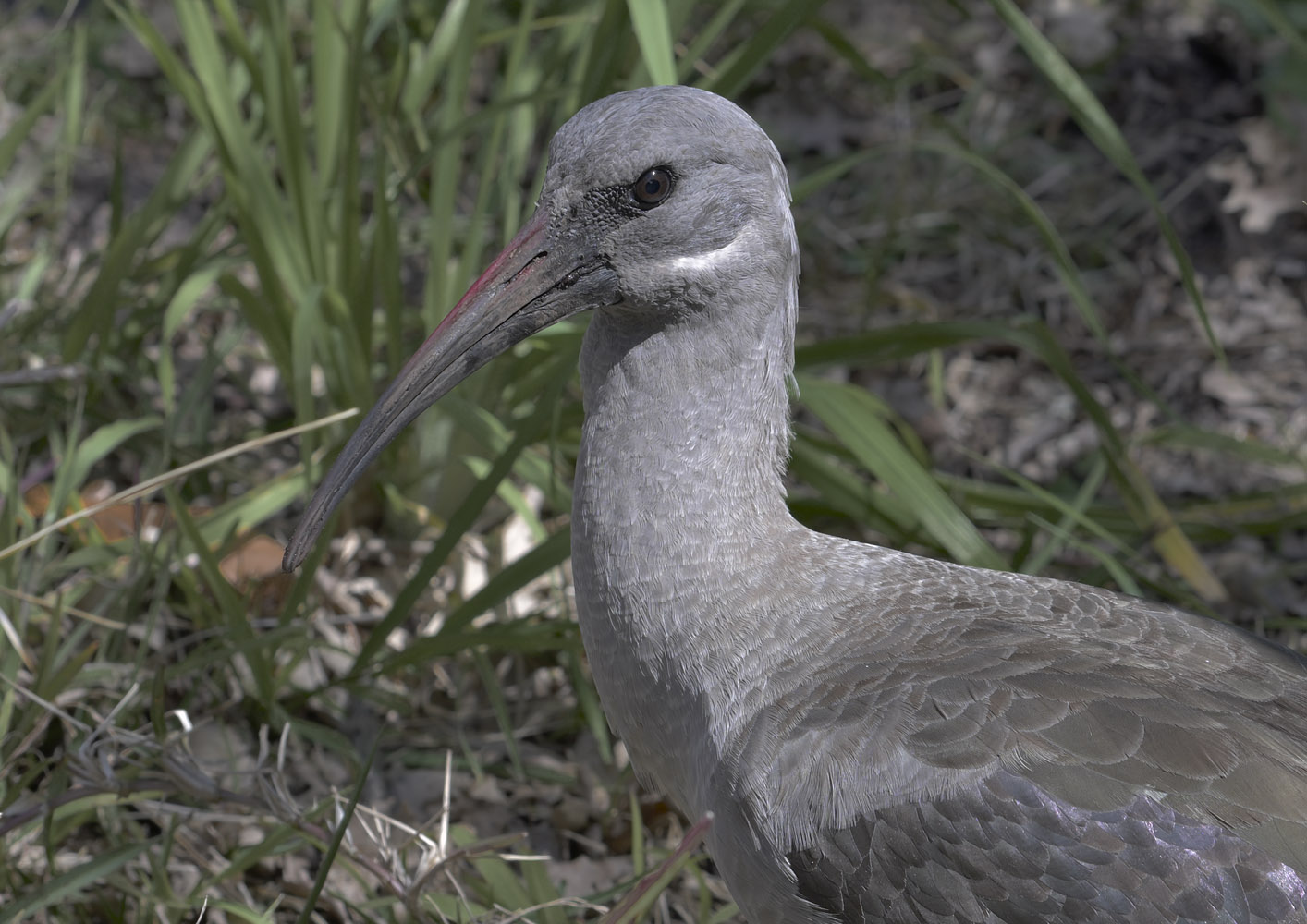 Hadeda ibis