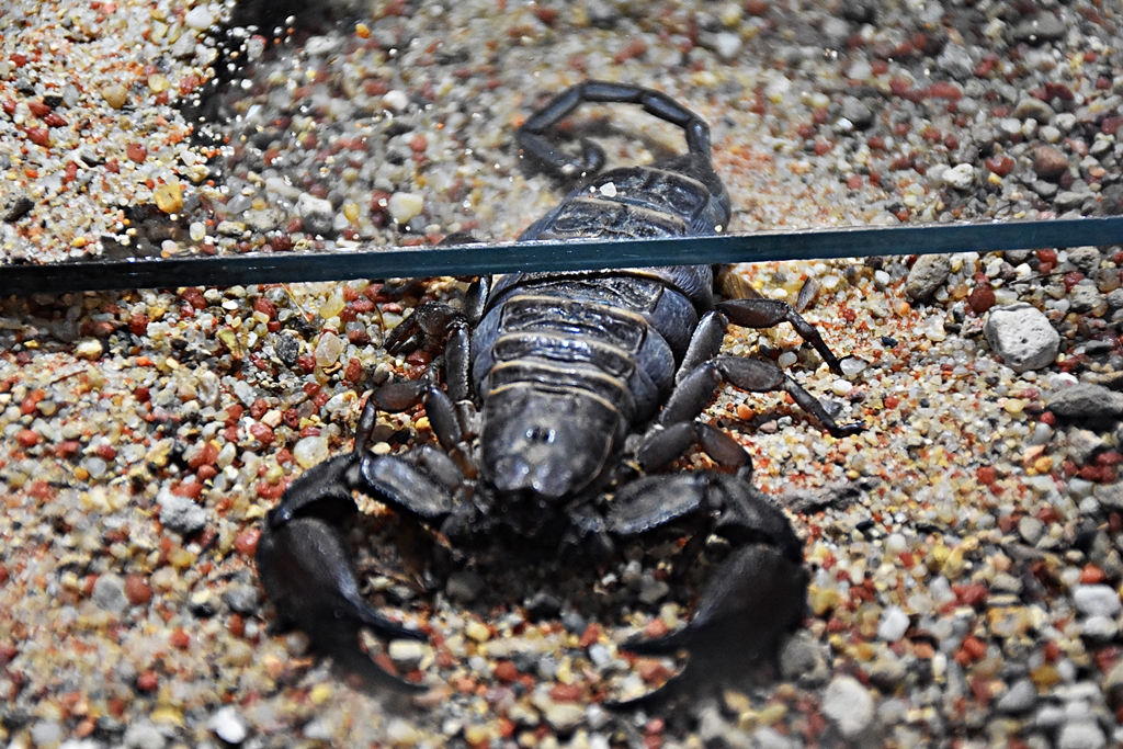 Hadogenes bicolor (scorpion)