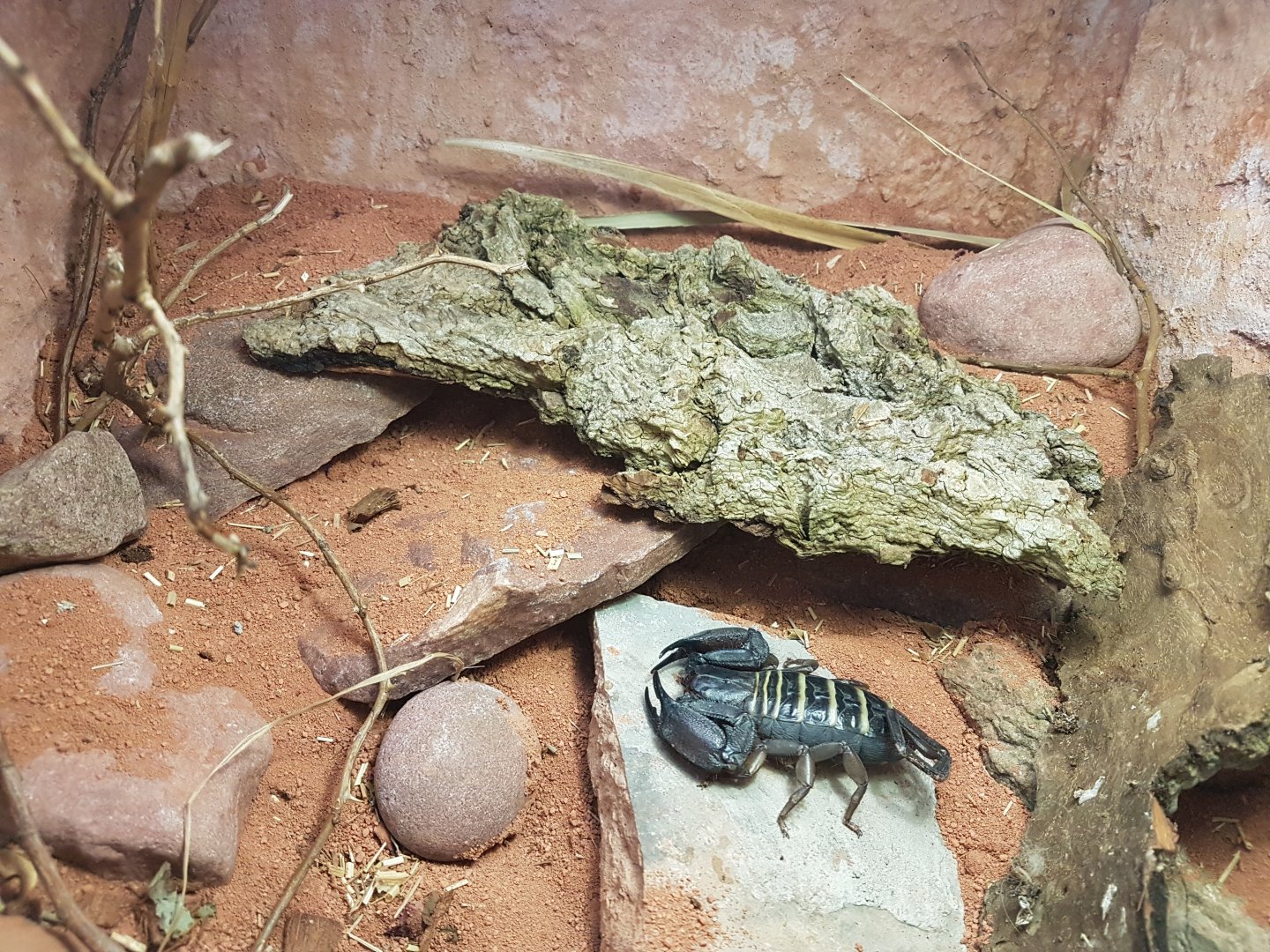 Hadogenes paucidens exhibit