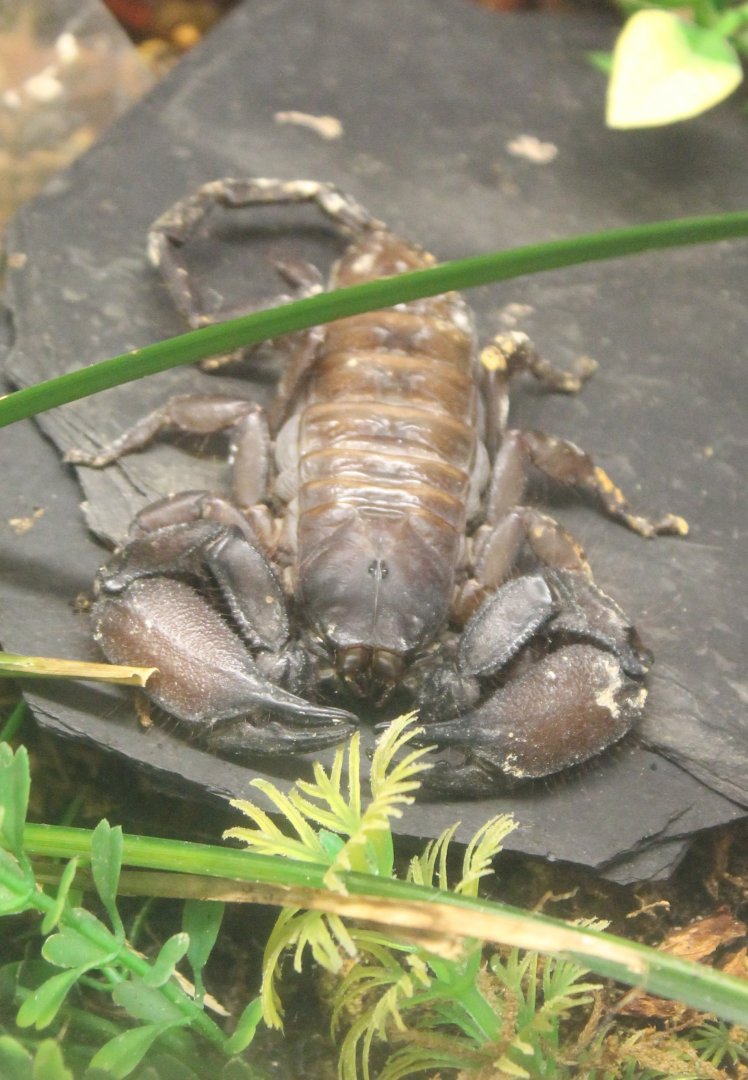 Hadogenus troglodytus