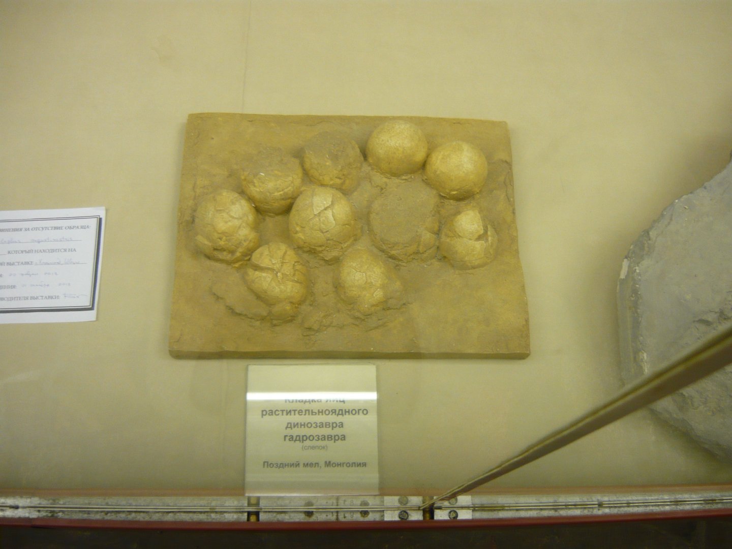 Hadrosaur eggs