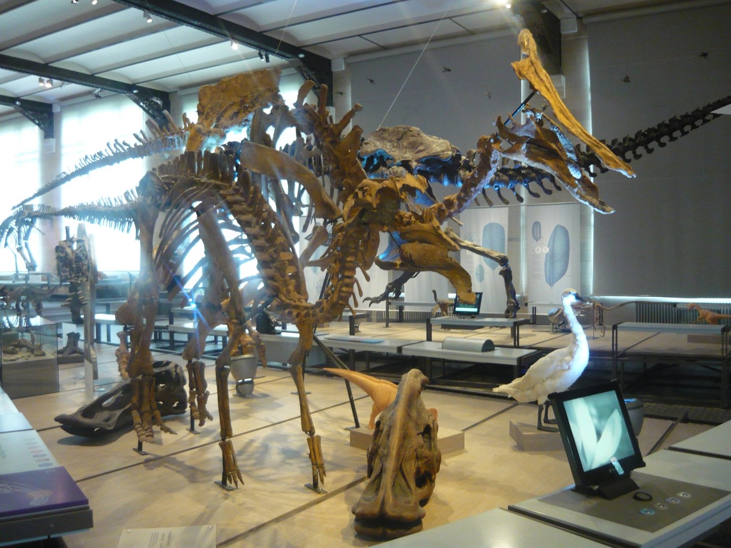 Hadrosaur exhibit