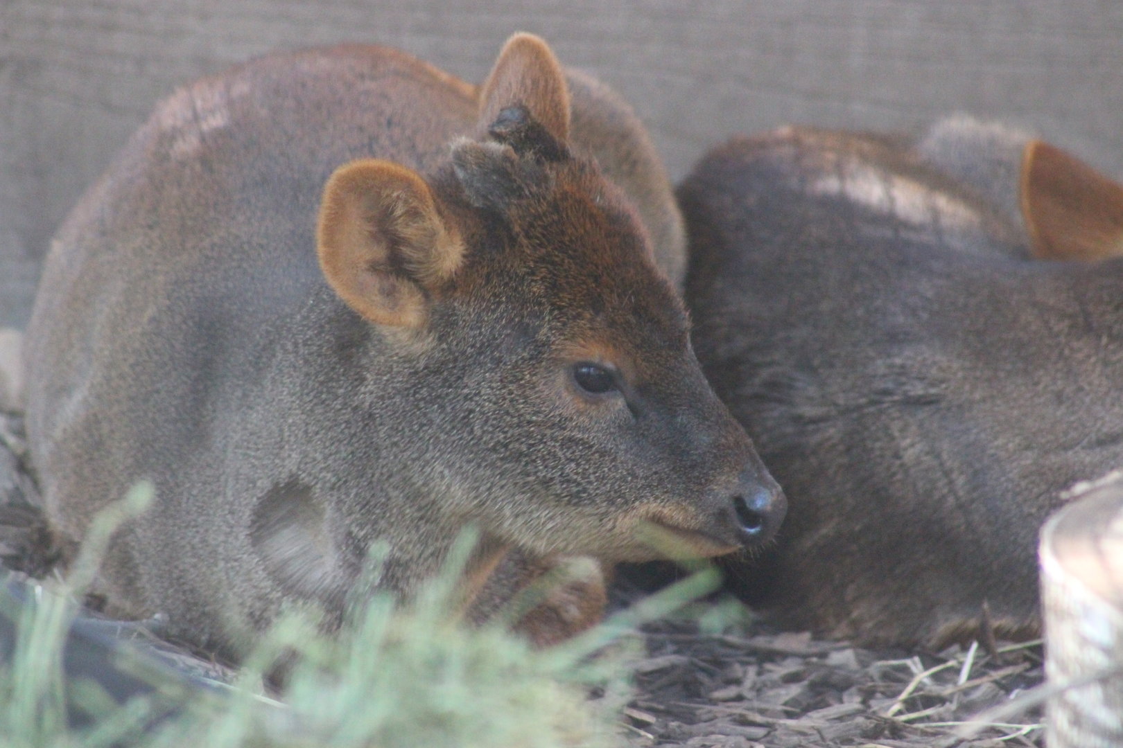 Haechan the Southern Pudu