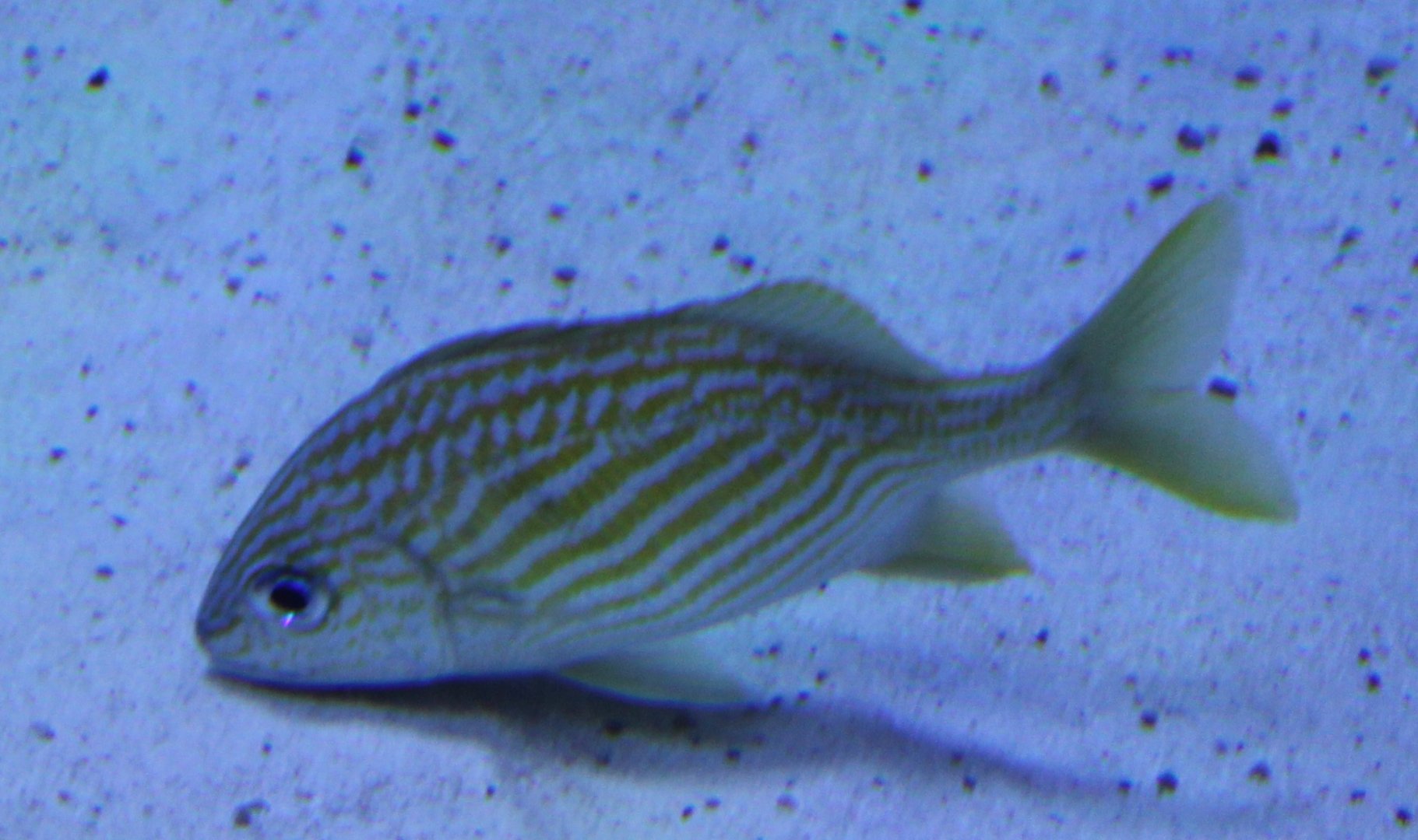 Haemulon flavolineatum