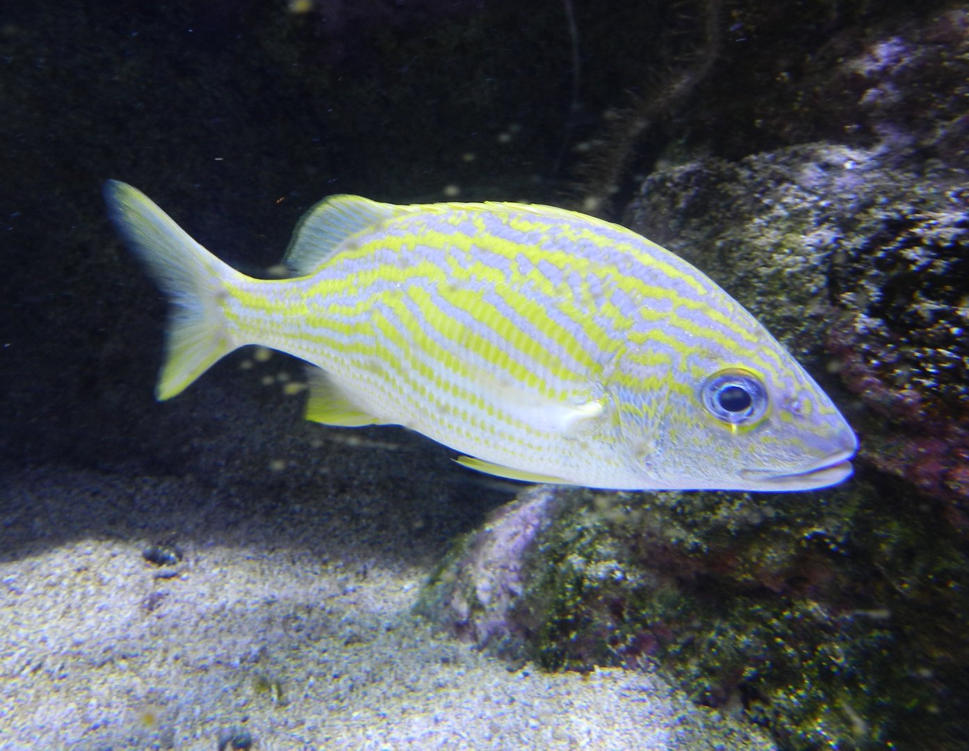 Haemulon flavolineatum